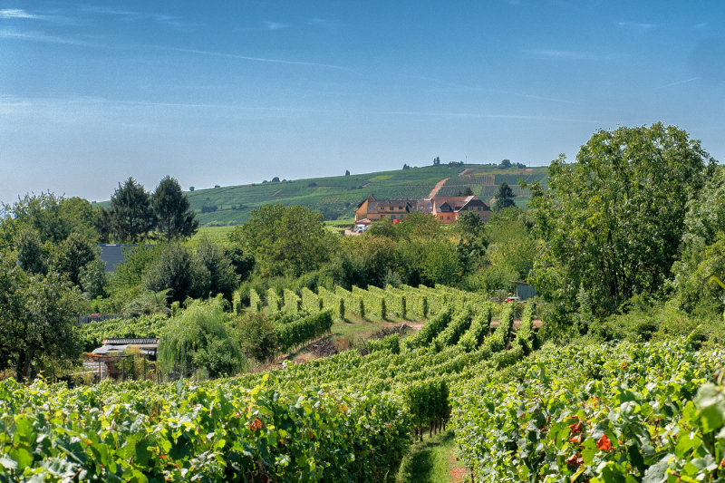 Wine Region Alsace