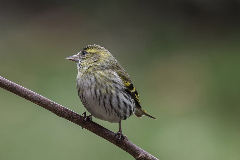 Eurasian Siskin