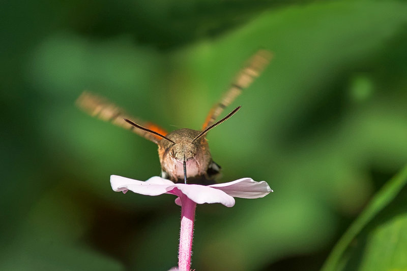 Hummingbird hawk-moth 