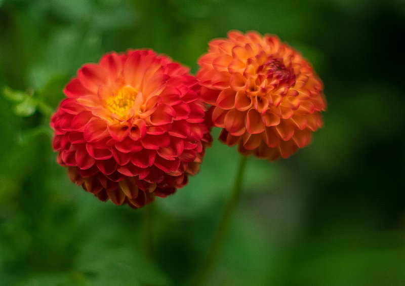 Dahlia Duo