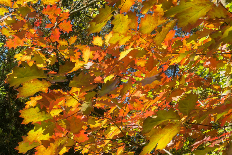 Oak Leaves