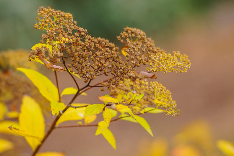 Change of Colors in the Backyard