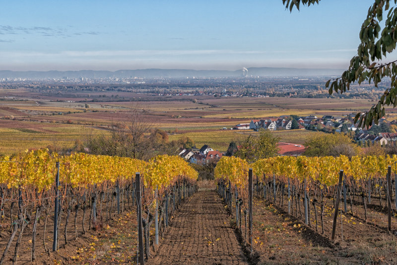 Late Autumn in the Vineyards