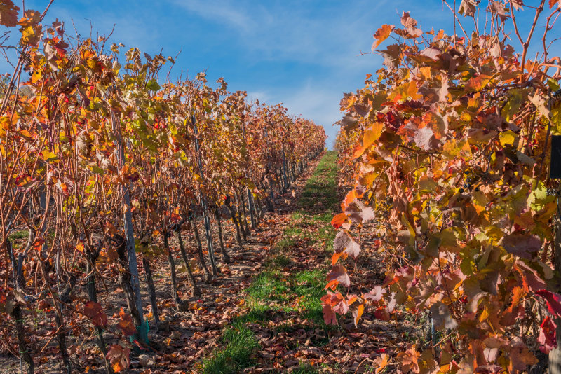 Late Autumn in the Vineyards
