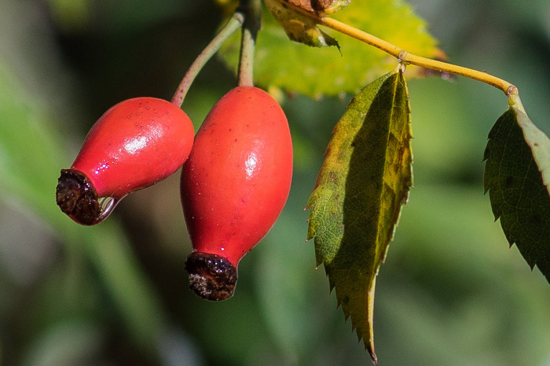 Rose Hips 