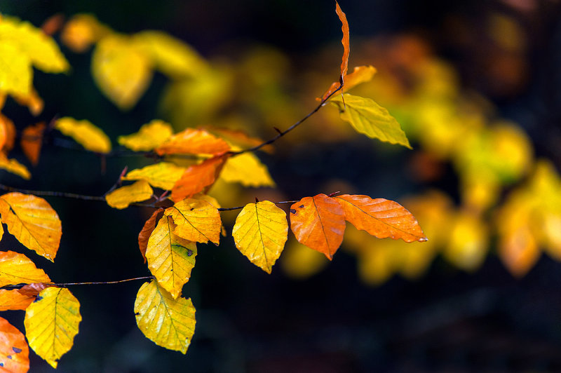 Beach Leaves