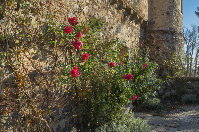 Roses climbing the Castle Wall