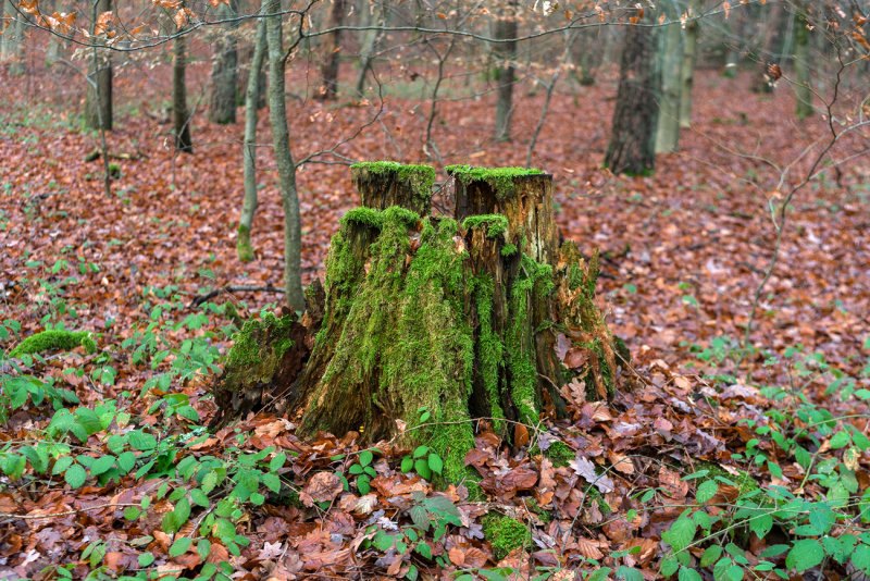 Mossy Stump