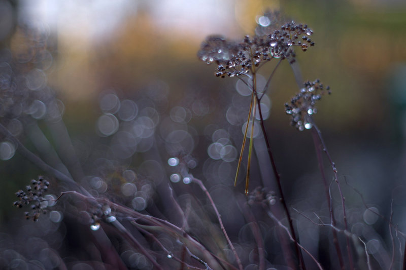 Backyard Bokeh