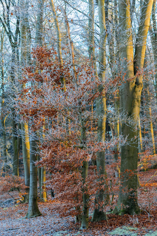 Forest on a Cold Winter Day