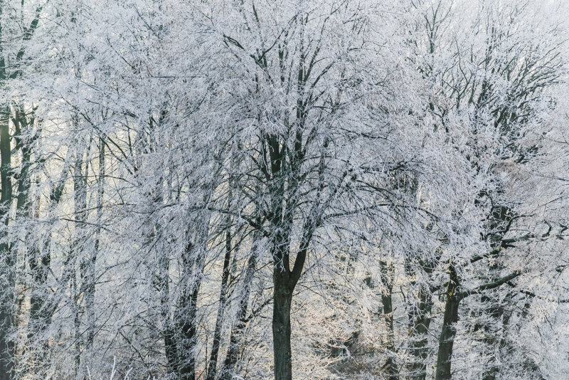 White Trees