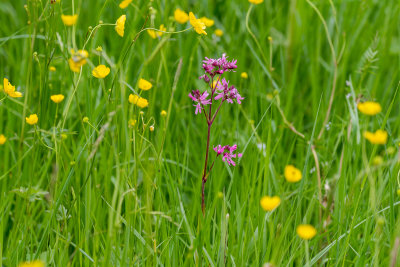 Ragged Robbin