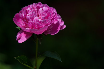 Peony Open Wide to the Sun