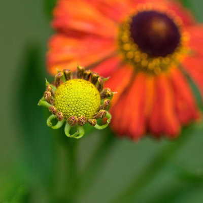 Bud and Bloom