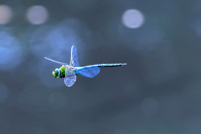 Emporer (Male)