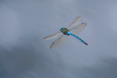 Emporer (Male)