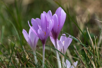 Autumn Crocus