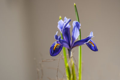Iris