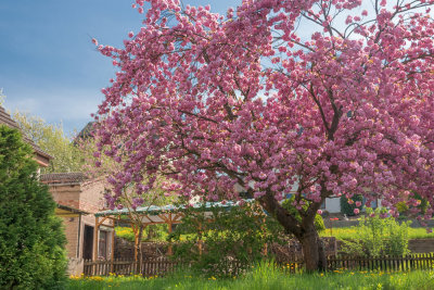 Laden with Blossoms