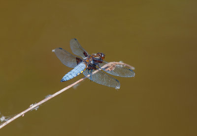 Broad Bodied Chaser (Male)