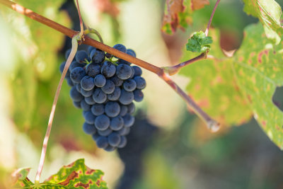 The German Wine Road during the Seasons