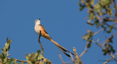 Scissor-tail Flycatcher 1.jpg