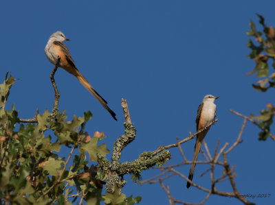 Scissor-tail Flycatcher Pair.jpg