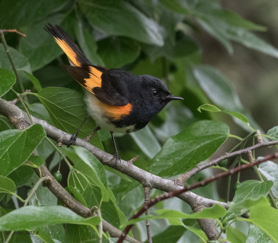 Quintana Neotropical Bird Sanctuary