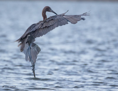 Reddish Egret 6 HASBF071518.jpg