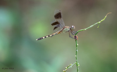Band-winged Dragonlet 1  GALC082618.JPG