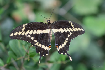 Giant Swallowtail 3  GALC082618.JPG