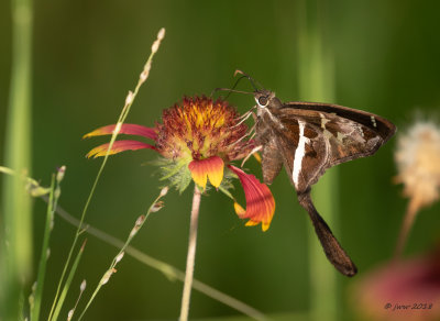 White-striped Long-tailed Skipper 1  GALC082618.JPG