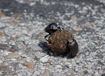 Dung Beetles CCHBP090118.JPG