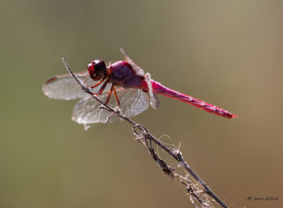 Carmine Skimmer 2 SANWR090218.JPG