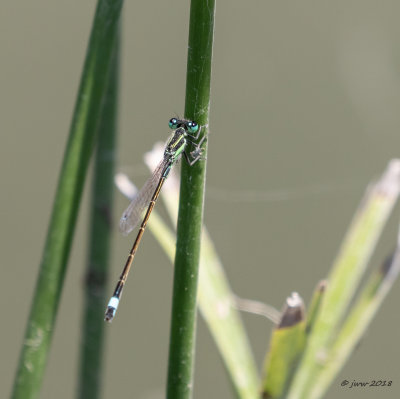 Ramburs Forktail 1 B-RGSP090218.JPG