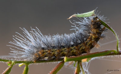 Caterpillar 1 BBSP102818.JPG
