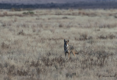 Coyote 1 DMSP112318.JPG