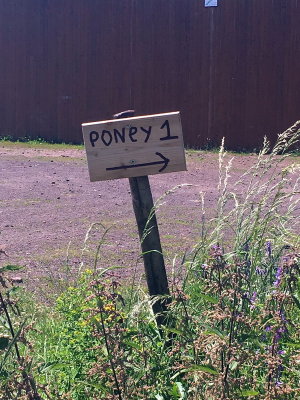 More than one poney ?