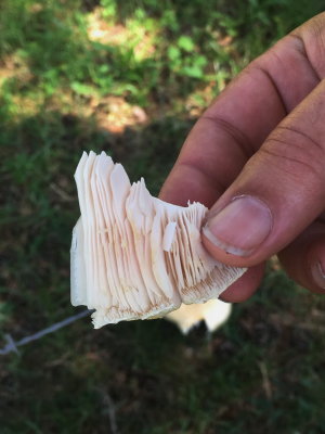 Mushroom specimen
