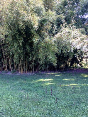 Problmes de bambou 