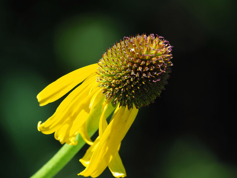 293_OM1A0862.JPG