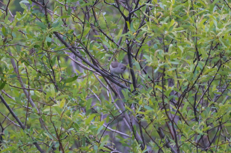 Oak Titmouse in willow tree