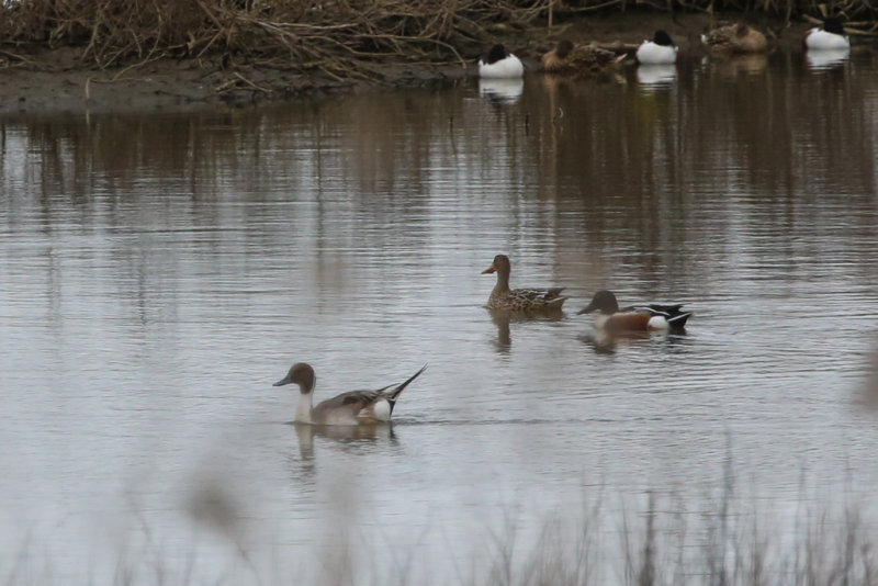 Northern Pintail and Northern Shovelers