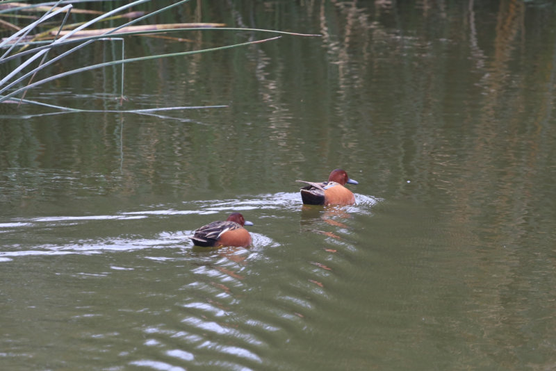 Cinnamon Teal