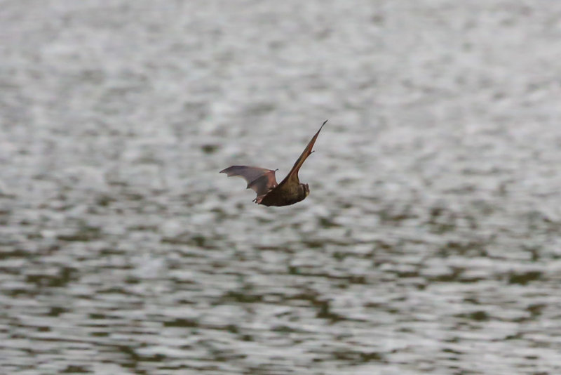 Hoary Bat