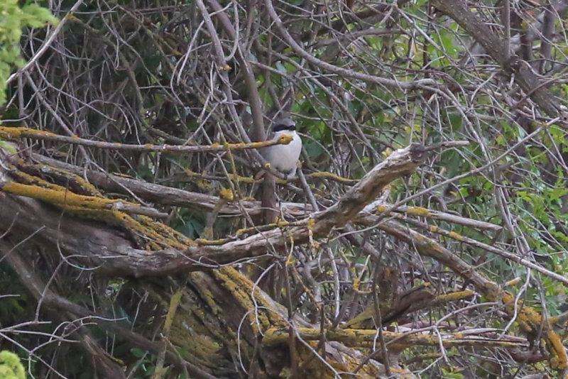 Loggerhead Shrike