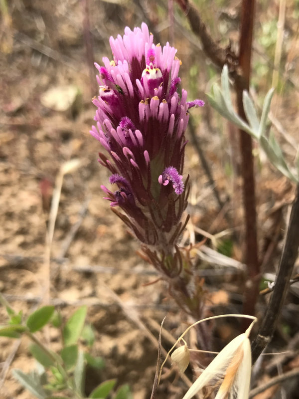 Owls Clover