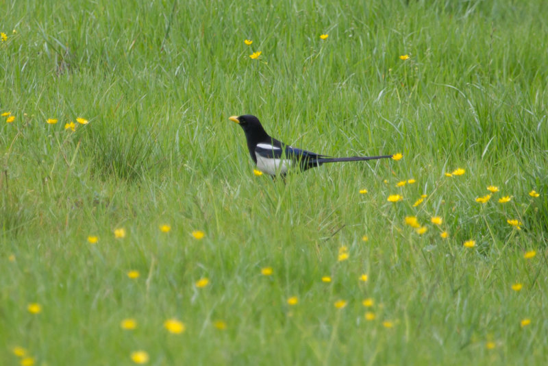 Yellow-billed Magpie