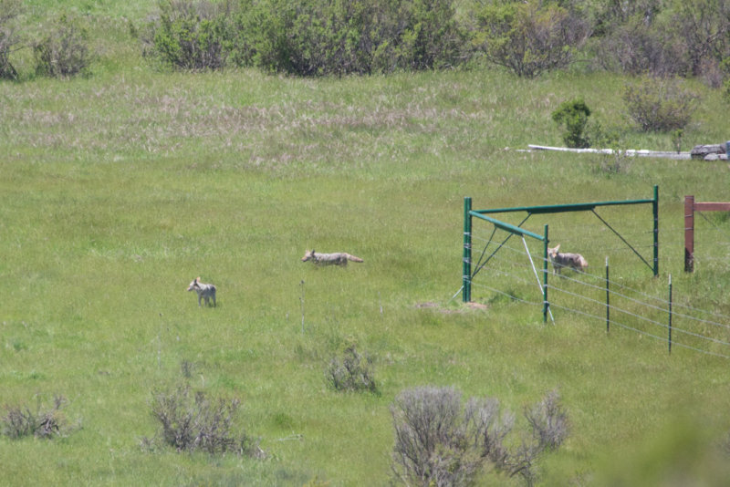 Coyote family