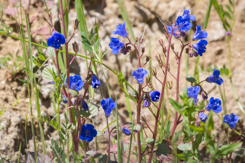 Phacelia species (possibly Canterbury Bells?)